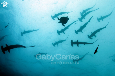 A Sphyma lewini  and Chelonia Mydas | Hammerhead Shark and green Turtle