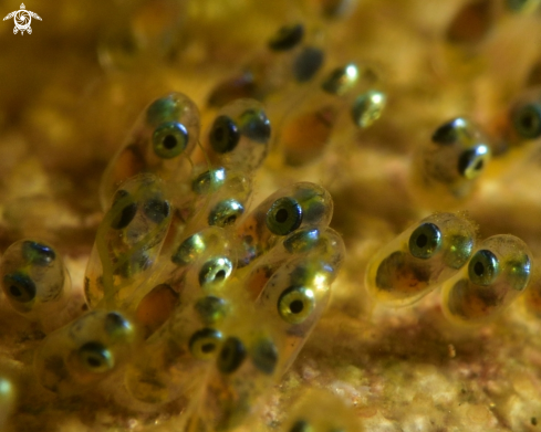 A Amphiprioninae | Clownfish eggs