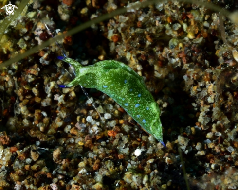 A Elysia sp. 31 in Nudibranch & Sea Slug Identification. | Elysia Nudibranch