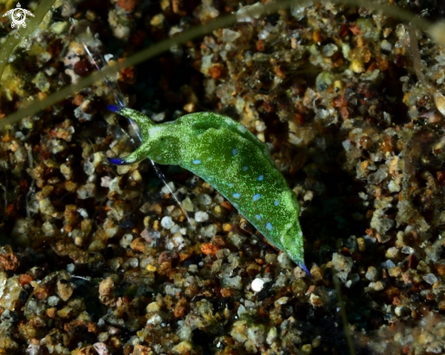 A Elysia Nudibranch