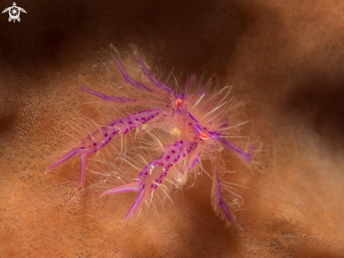 A Hairy Squat Lobster,Galatea pelosa