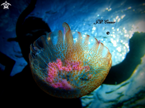 A pelagia noctiluca | méduse pélagique