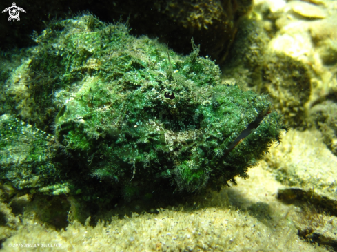 A False Stonefish