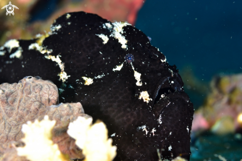 A Antennarius pictus | Painted frogfish