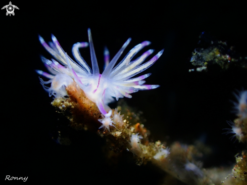 A Flabellina angelvaldesi