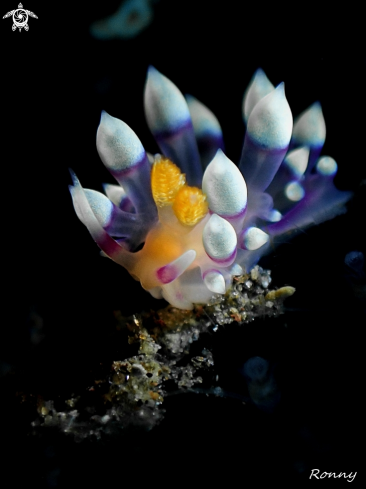 A Flabellina Exoptata