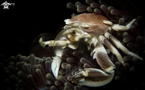 A Porcelain Crab