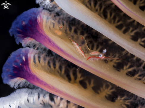 A Commensal shrimp,Gamberetto commensale