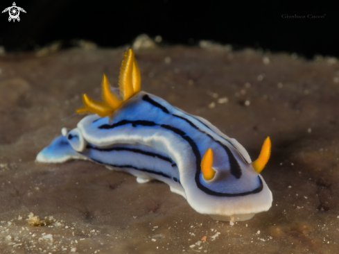 A Chromodoris Nudibranch