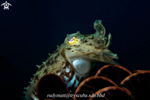 A Cuttle fish