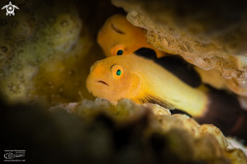 A Paragobius lacunicolus | Panda Goby