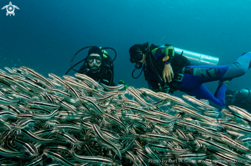 A Catfish | Divers with Catfish