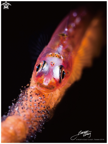 A Blenny & egg