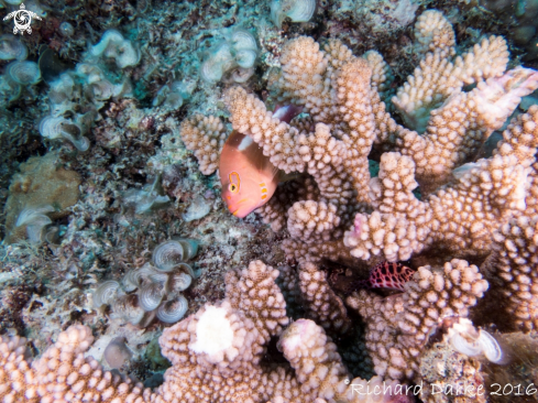 A Horseshoe hawkfish