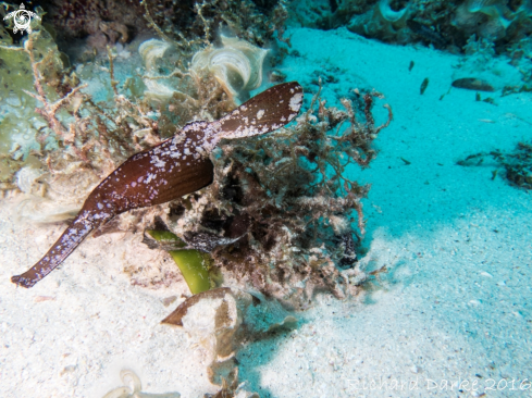 A Solenostomus cyanopterus | Robust Ghost pipefish