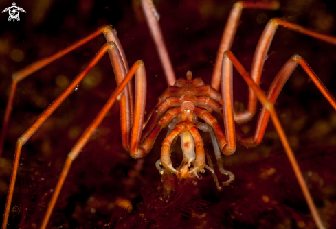 A Sea Spider