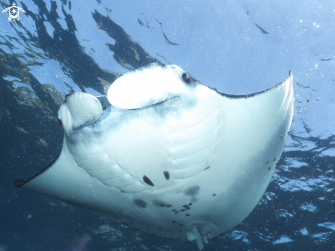 A Manta alfredi | Manta Ray