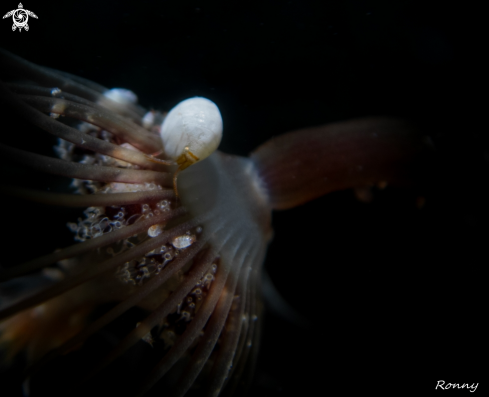 A Ladybug amphipod