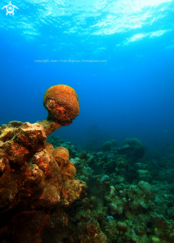 A Grand Baie Mauritius-Coral membrane