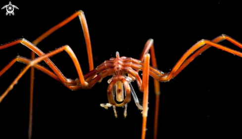 A Sea Spider