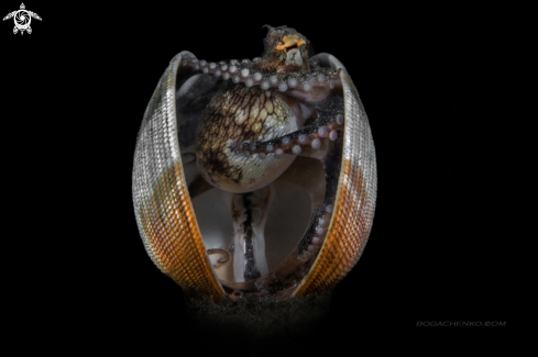 A Coconut Octopus (Amphioctopus Marginatus)