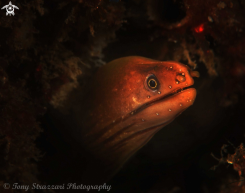 A Gymnothorax prasinus | Green Moray