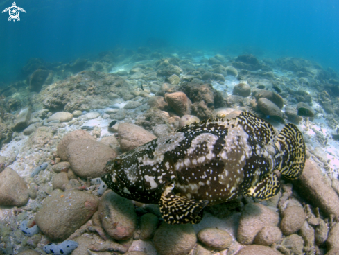 A Giant Grouper