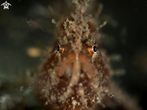 A FrogFish