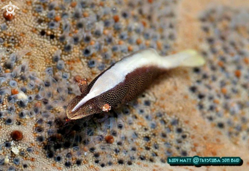A Zenopontonia soror.  | Starfish shrimp