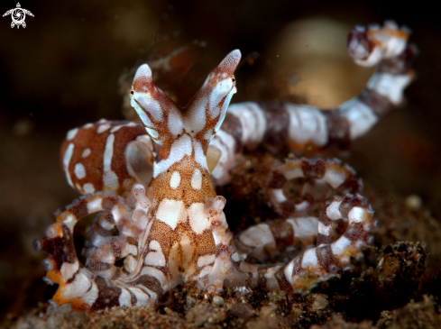 A juvenile wonderpus octopus 