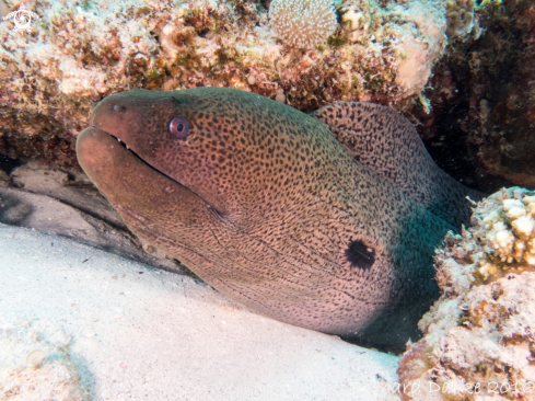 A Gymnothorax javanicus | Giant Moray