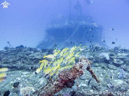 A Djabeda Wreck