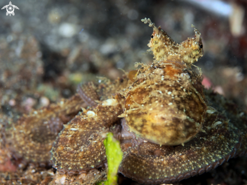 A Algae Octopus