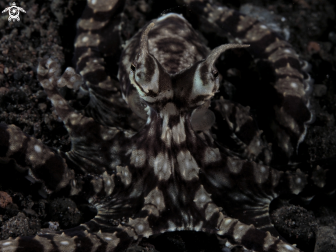 A mimic octopus  | mimic octopus 