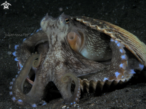 A coconut octopus | coconut octopus