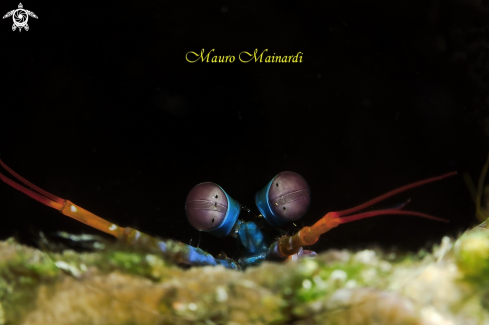 A Mantis Shrimp