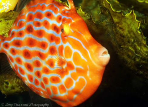 A Eubalichthys mosaicus | Mosaic leatherjacket