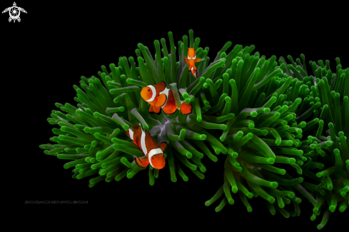 A Amphiprion ocellaris & Heteractis magnifica