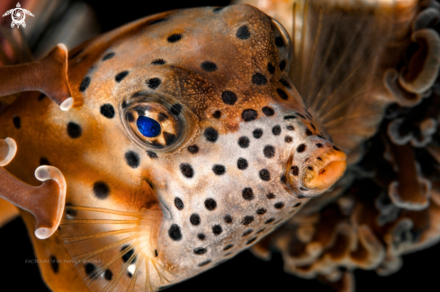 A Yellow Boxfish