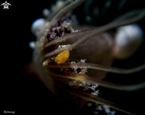 A Ladybug amphipod