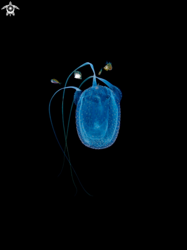 A Box Jellyfish