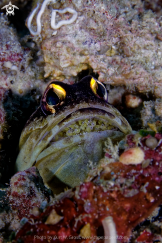 A Opistognathus dendriticus | Jaw fish with Egg's