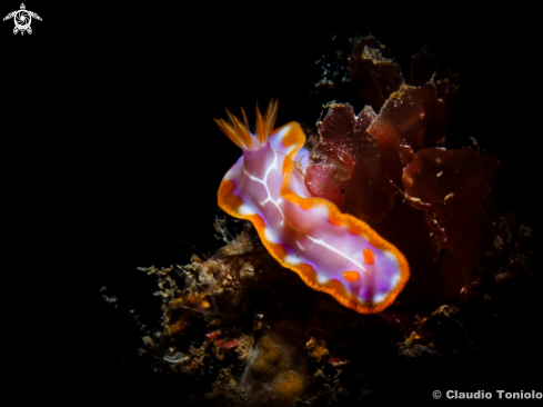 A Hypselodoris Iacula Gosliner & R, Johnson