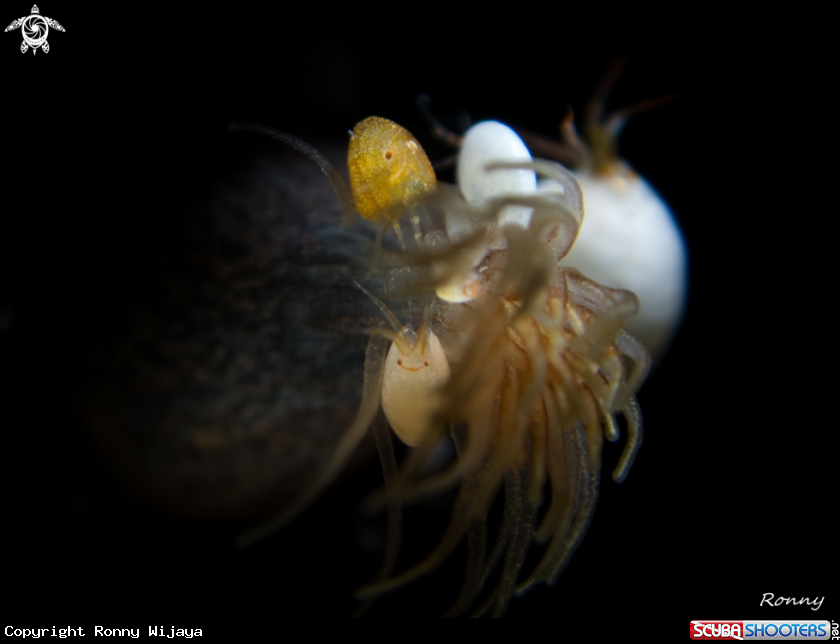 A Ladybug amphipod