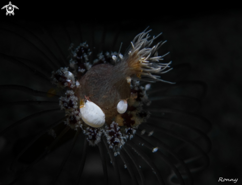 A Hydropolyp and Ladybug Amphipod