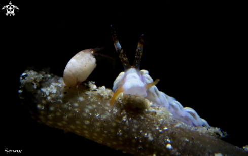 A Ladybug amphipod & cuthona sp