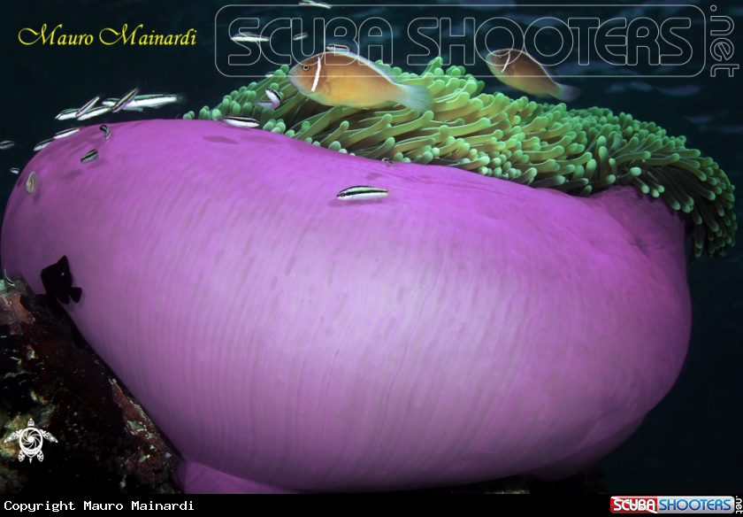 A Anemone and clownfish