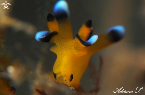 A Nudibranch