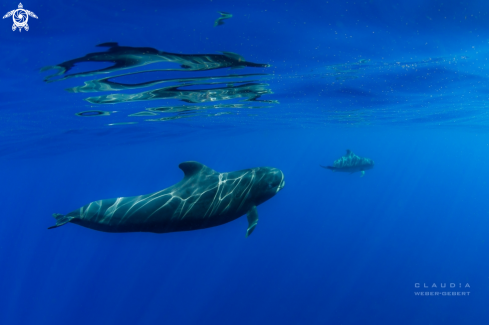 Pilot whales 