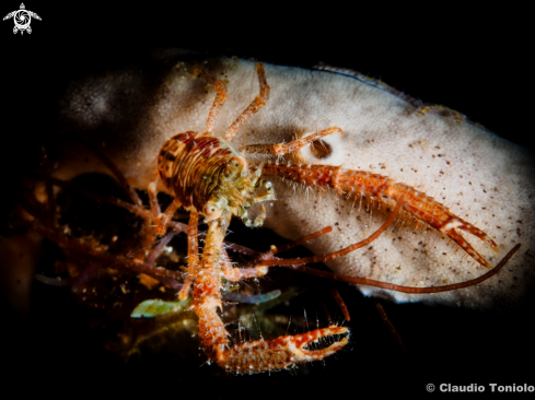 A Tanegashima Squat Lobster